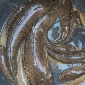 Ikan Gabus