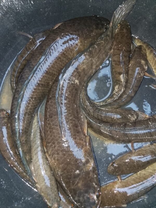 Ikan Gabus